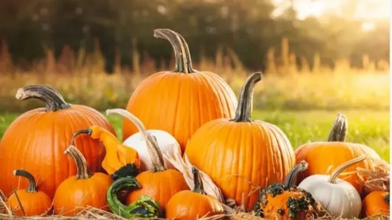 Making Pumpkin, Honey, & Turmeric Soap