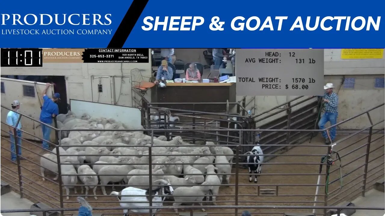 9/26/2023 - Producers Livestock Auction Company Sheep & Goat Auction