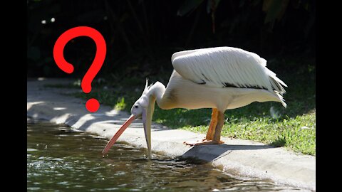 Pelican Feeding Toddler - Weirdest!