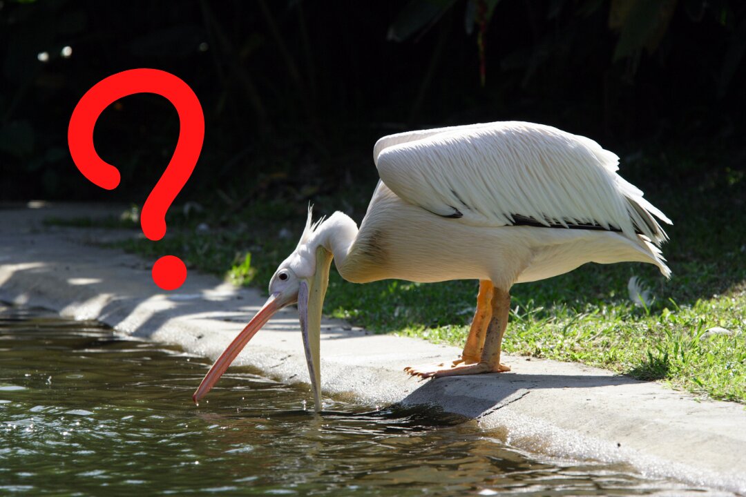 Pelican Feeding Toddler - Weirdest!