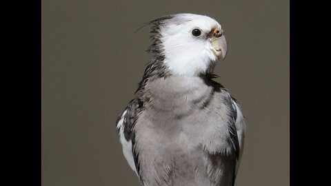 #Bird_cockatiel sings the Tunisian national anthem 🇹🇳