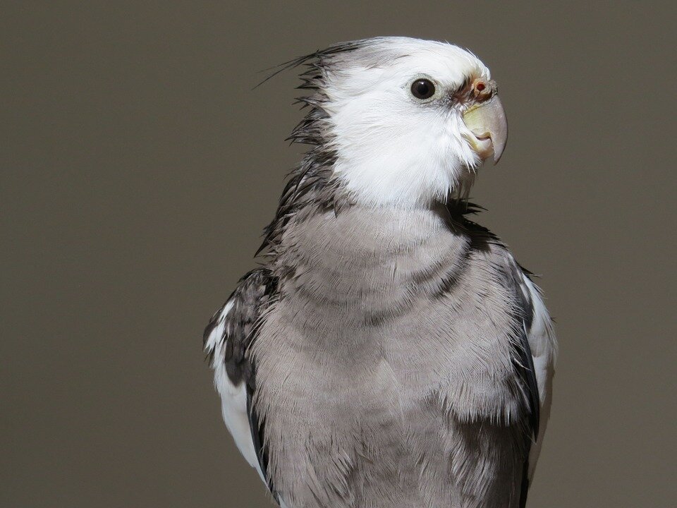 #Bird_cockatiel sings the Tunisian national anthem 🇹🇳