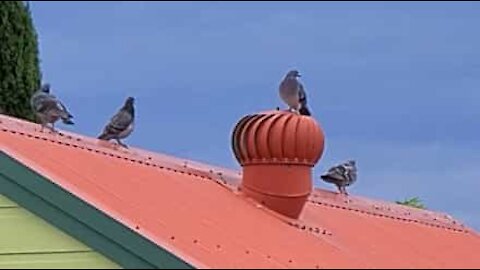 Ce pigeon a trouvé une attraction délirante !