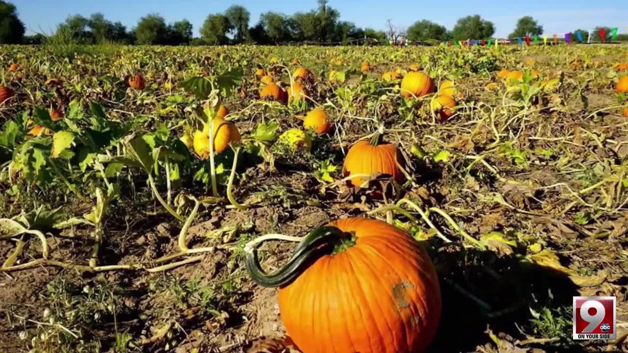 Feel the fall at the Marana Pumpkin Patch and Farm Festival