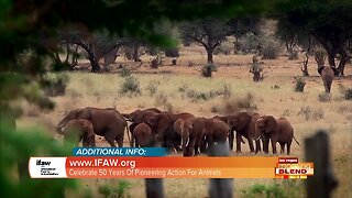 Take Action To Protect Animals, People And Our Home