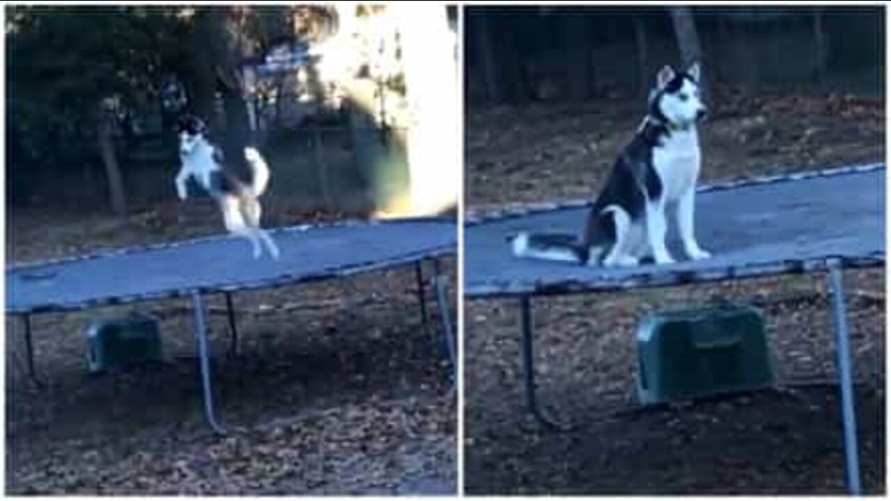 Il cane salterino colto in flagrante!