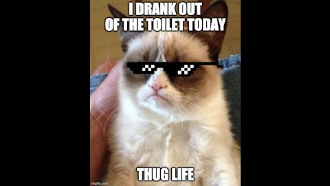 Funny cat videos compilation