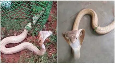 Cobra velenoso catturato in una zona residenziale