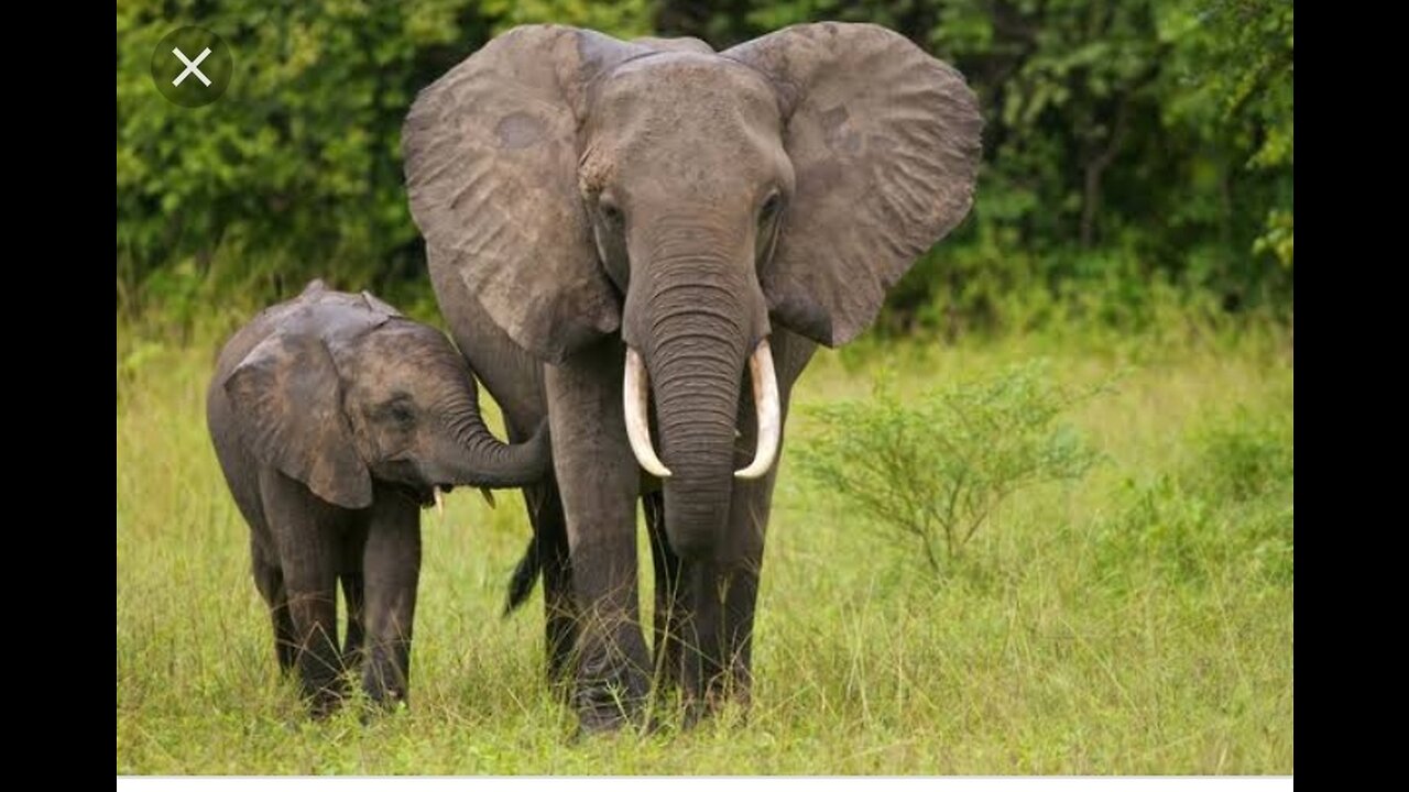 The elephant and his baby