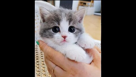 Baby cats cute and funny cats videos compilation