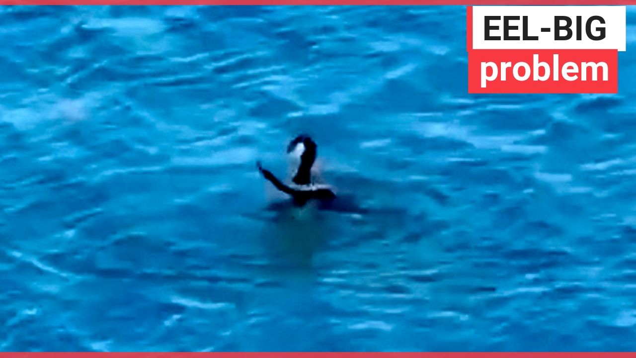 Cormorant struggles to eat a live EEL