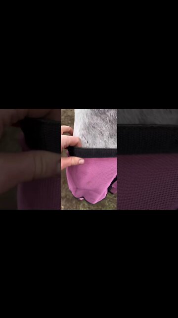 Preventing Resource Guarding In Horses: Feed Bags