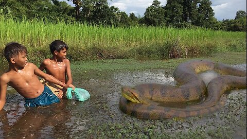 Wow!!! Kids catching big snakes with traps - how to catch a snake.