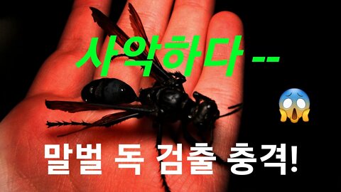 타란툴라 사냥 말벌 독 검출 충격?