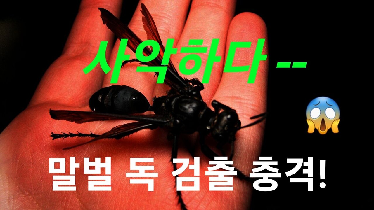타란툴라 사냥 말벌 독 검출 충격?