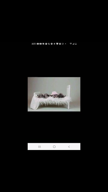 New Born French Bulldogs