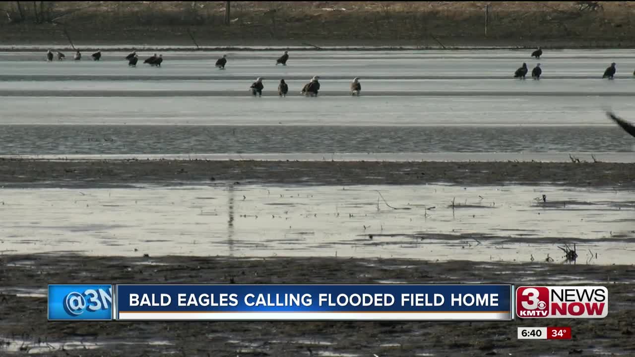 Bald Eagles Calling Flooded Field Home