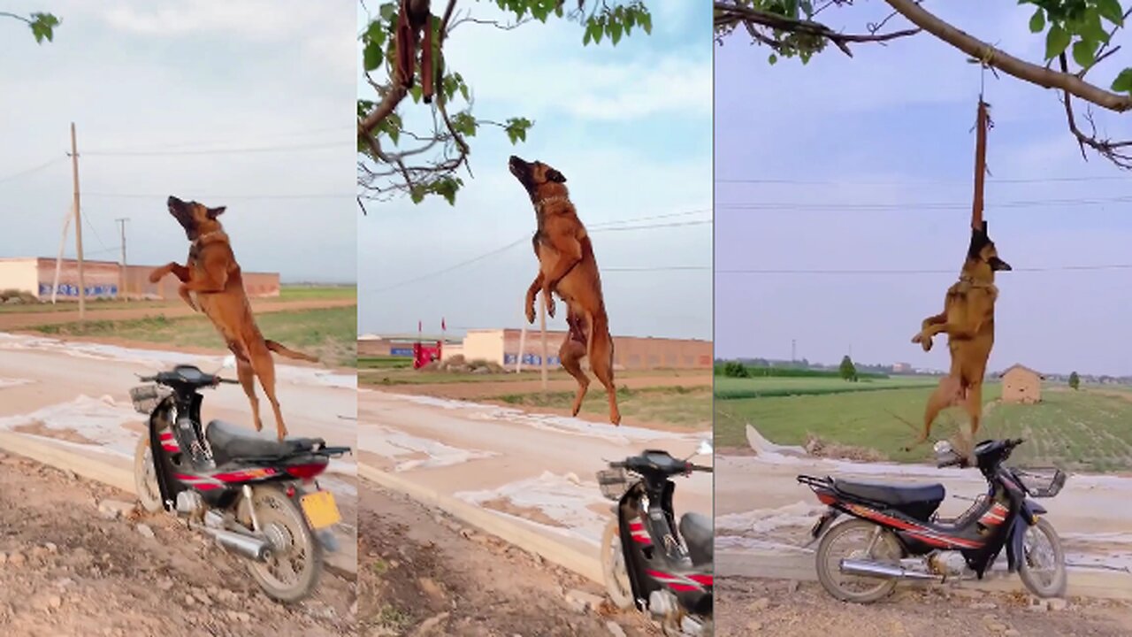 Long jump #কুকুরের লং জাম্প