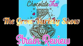 Chocolate Thai strain Review