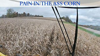 Pain in the Ass Corn