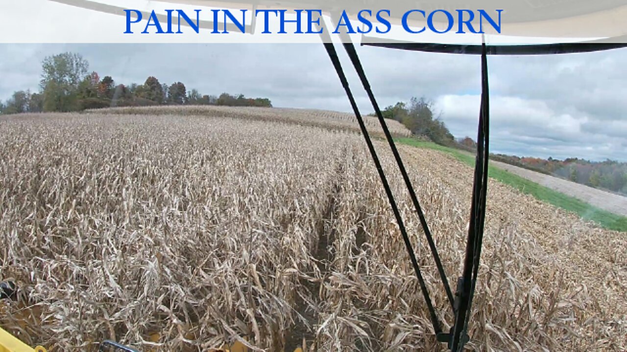 Pain in the Ass Corn