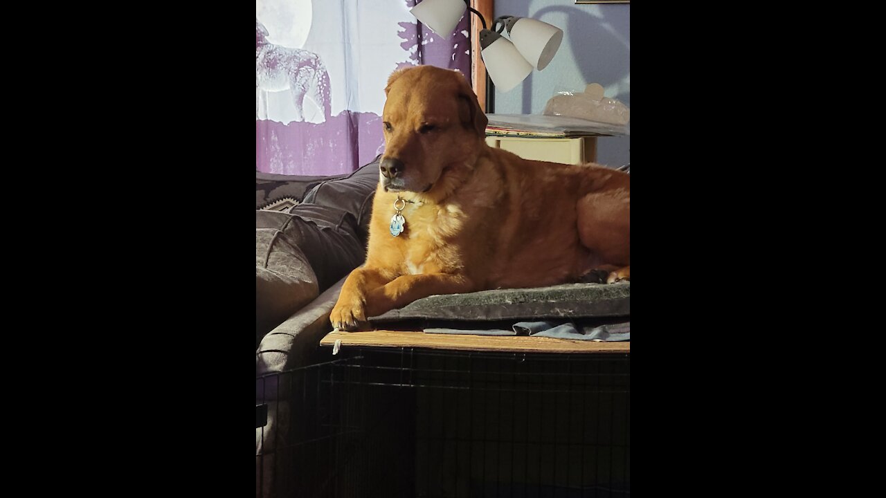 Wrangler and his dinosaur/dragon