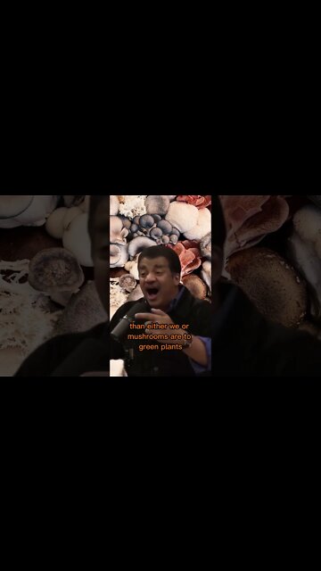 Why do mushrooms taste meaty? Why do mushrooms breathe oxygen? Neil Degrasse Tyson & Joe Rogan