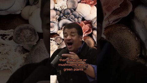 Why do mushrooms taste meaty? Why do mushrooms breathe oxygen? Neil Degrasse Tyson & Joe Rogan