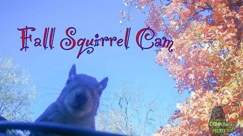 Fall Squirrel Cam 16 - Incredible footage of the Squirrels in action!