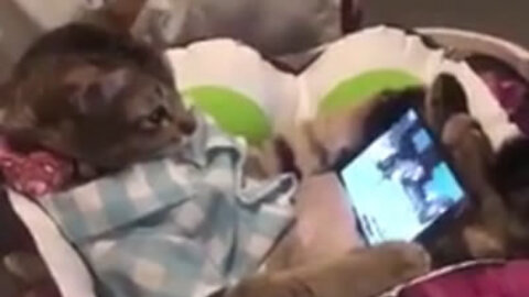 The kitten does not want to leave the cell phone