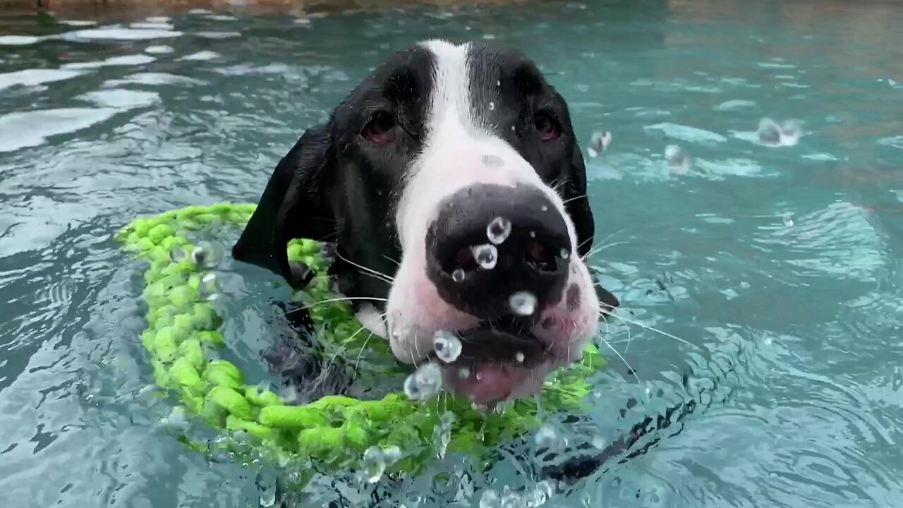 Water Loving Great Dane Loves To Dive & Fetch Her Rope Toy