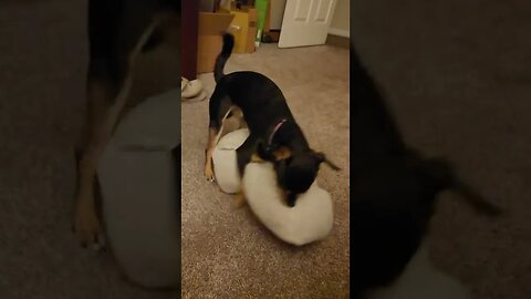 Snickers being goofy...either he has to be fixed or needs girlfriend