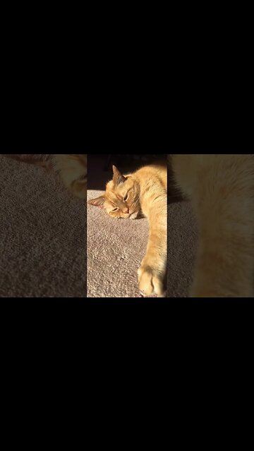Cat Meowing as he Lays in Sun ☀️🐱