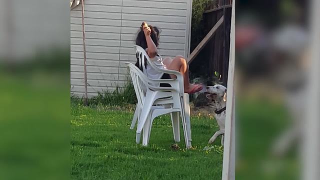 Hilarious Dog Desperate To Have Some Ice Cream