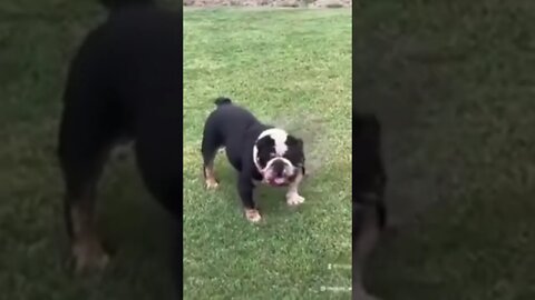 She Did Him Dirty: Dog Got His Chick Stolen From Him!