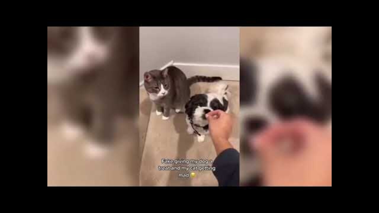 DingDon! Cats and Dogs best Funny Videos