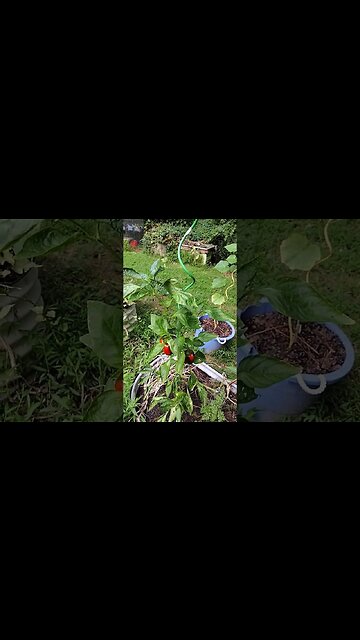 Confused Peppers #garden #containergardening