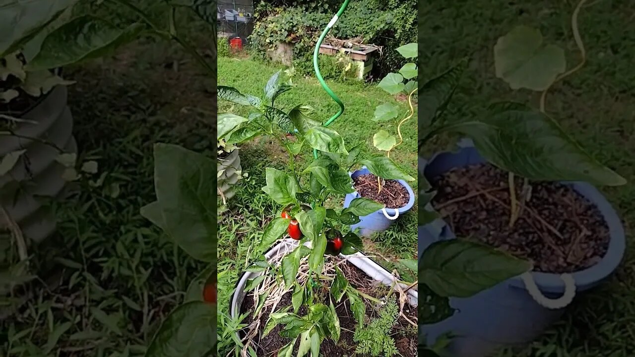 Confused Peppers #garden #containergardening