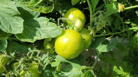 Gardening in Haliburton County, Ontario - August 5, 2022 Garden #1