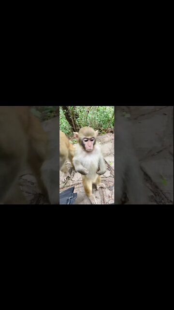 Most Amazing and trending video||relaxing your mind||trendig videos|| #shorts #trending #viral #live