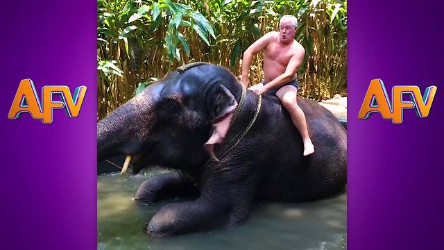 "20 Funniest Elephant Videos | Funny Fails Compilation"