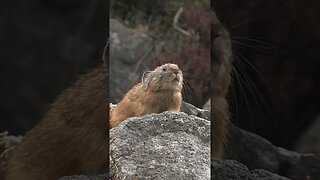Pikas #pawsclawsjaws #animalshorts
