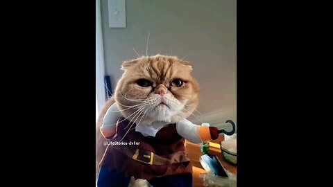 No tricks, just treats 😺 #cat #catlover #shorts #short #petcostumes #pethalloween #halloween