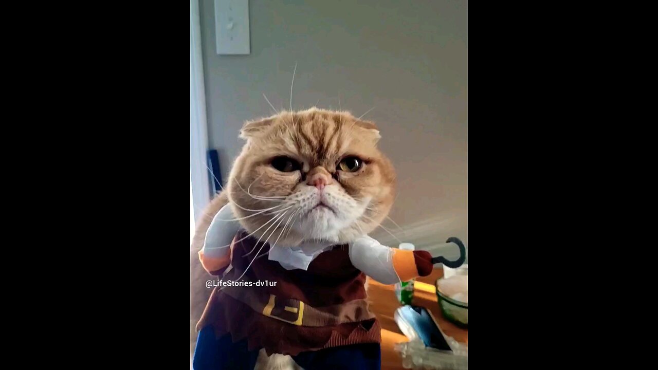 No tricks, just treats 😺 #cat #catlover #shorts #short #petcostumes #pethalloween #halloween