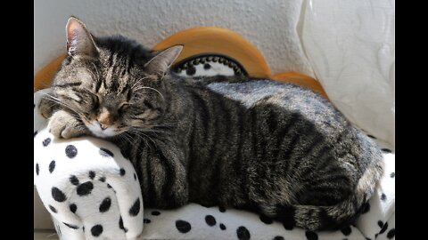 Cat'S Life - Funny And Cute Cats - Who are their Best Friends?