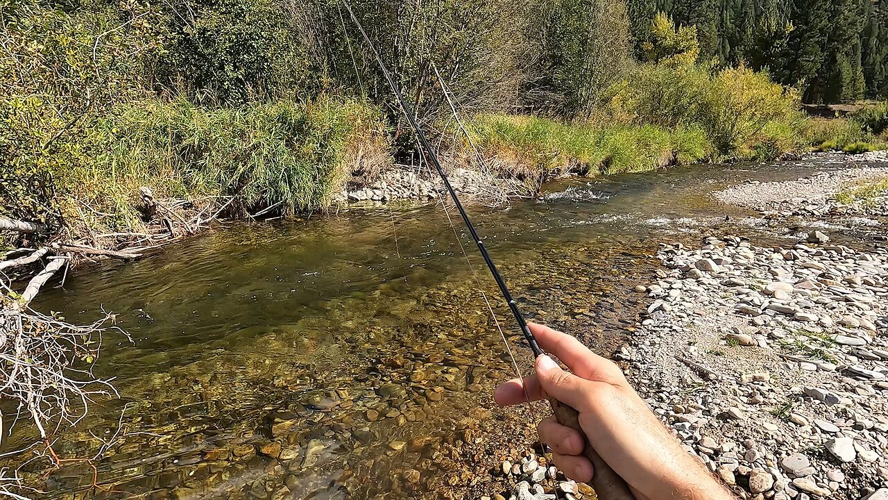 Stream full of trout!