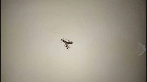 Ants teamwork carry food up the wall