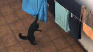 Gato aprende que não se brinca com as roupas no estendal