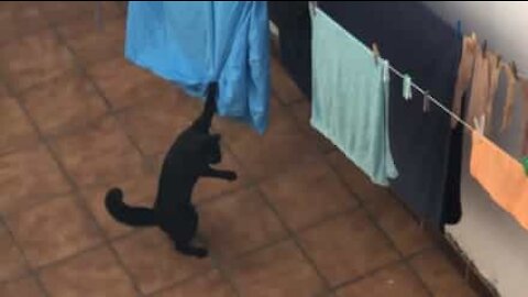 Gato aprende que não se brinca com as roupas no estendal