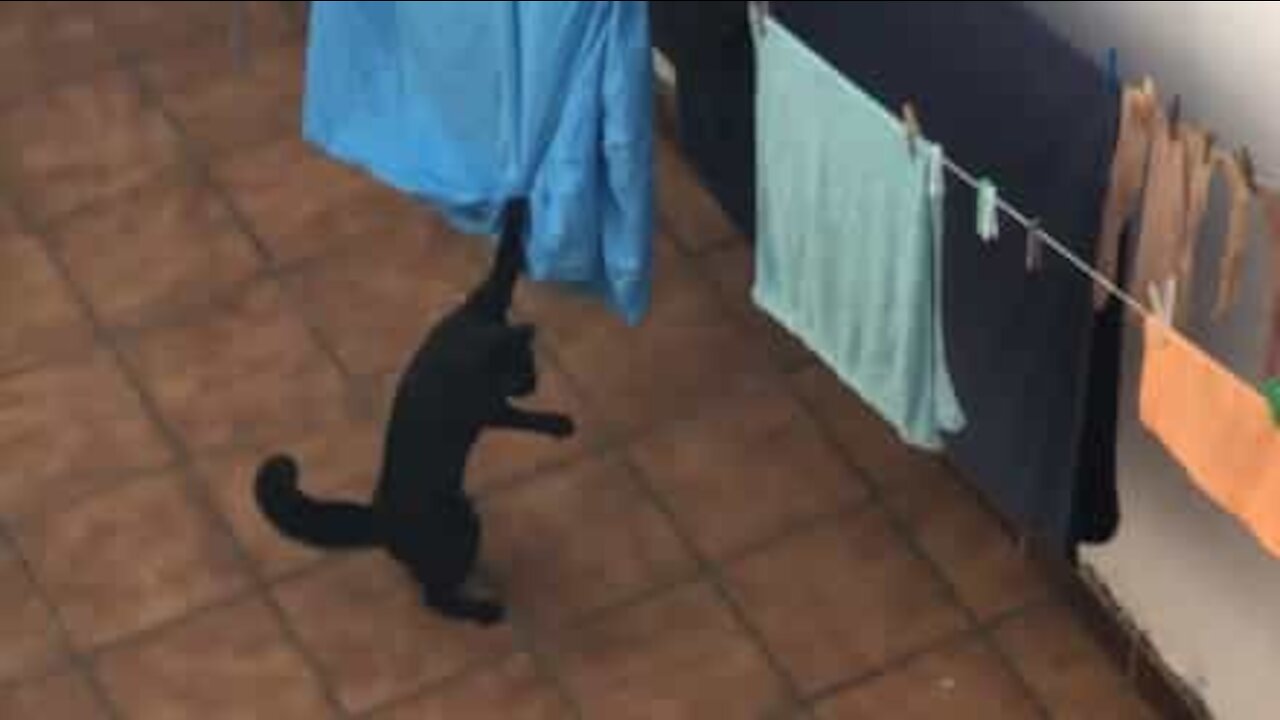 Gato aprende que não se brinca com as roupas no estendal